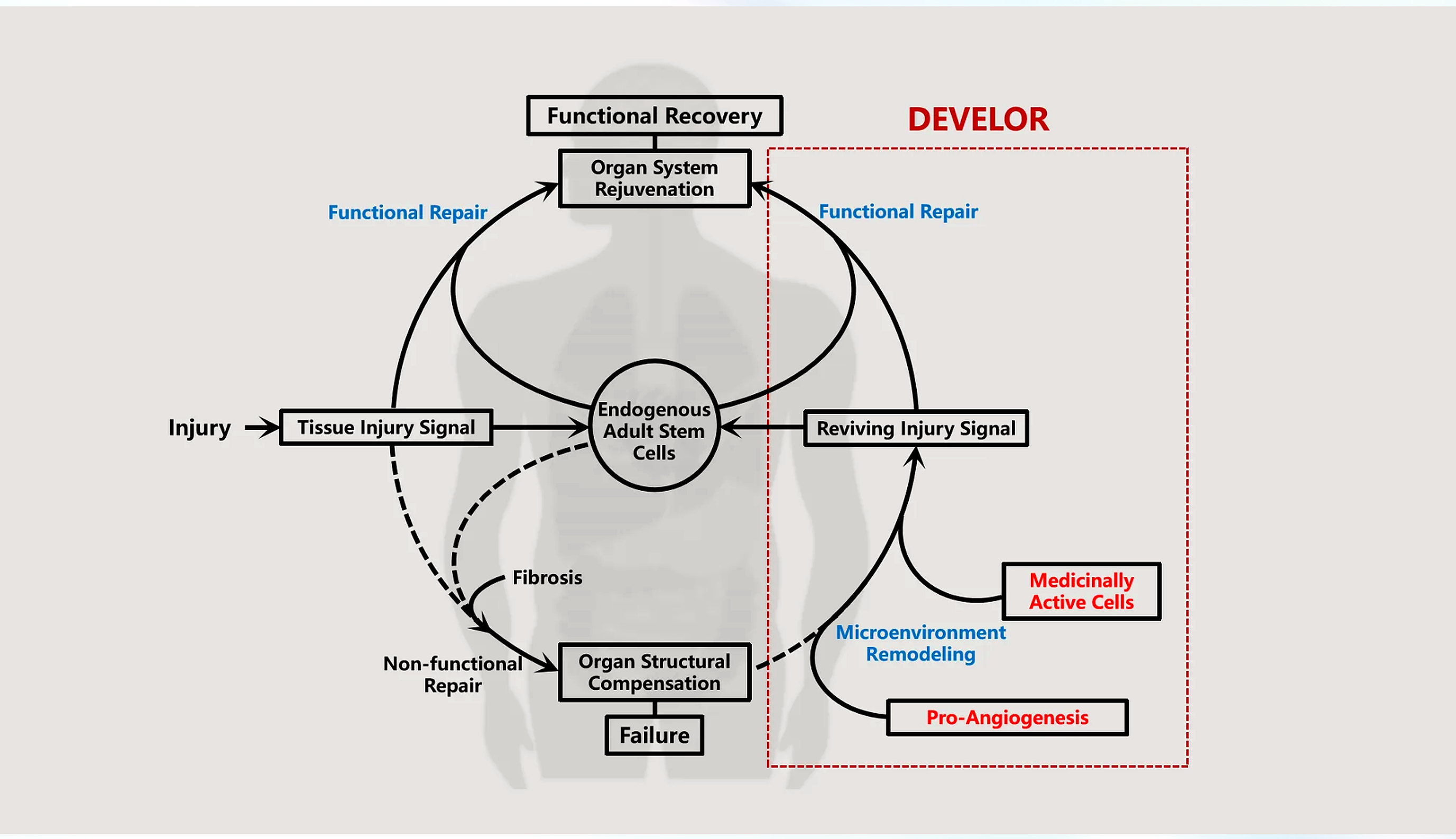 DEVELOR mechanism diagram